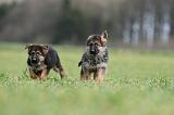 BERGER ALLEMAND 1102